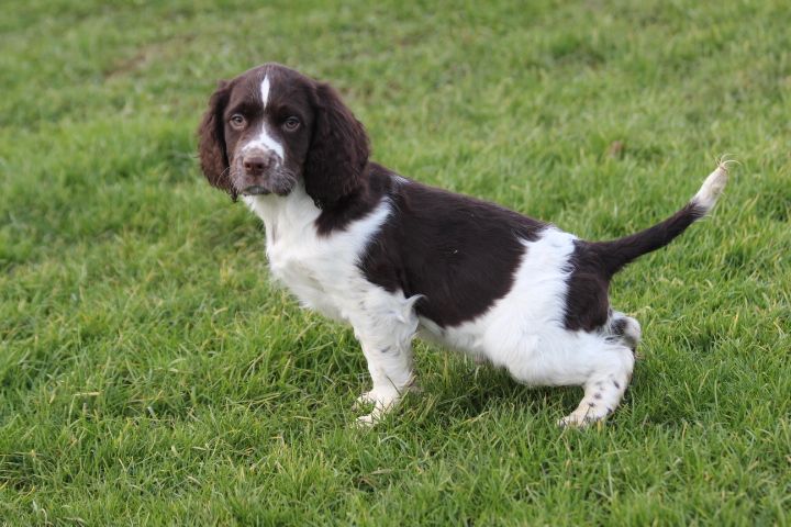 des Diamants Verts - Chiot disponible  - English Springer Spaniel