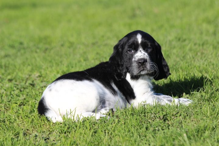 des Diamants Verts - Chiot disponible  - English Springer Spaniel