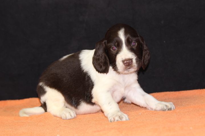 des Diamants Verts - Chiot disponible  - English Springer Spaniel