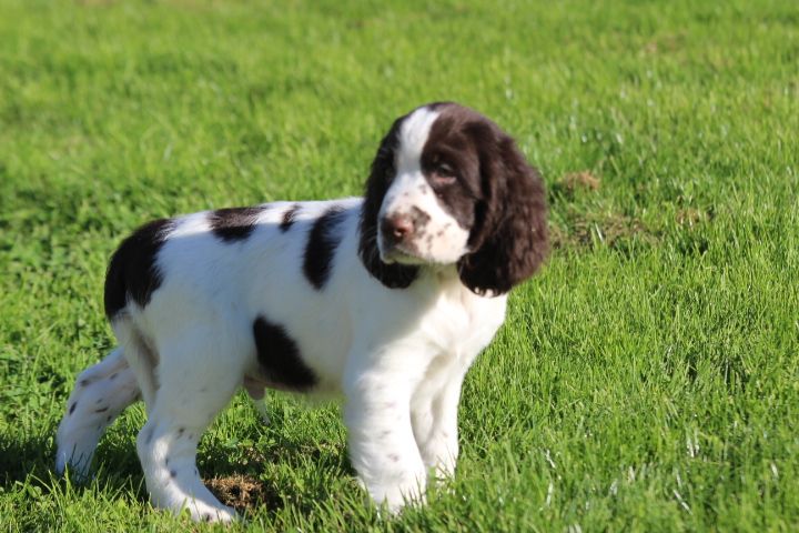 des Diamants Verts - Chiot disponible  - English Springer Spaniel