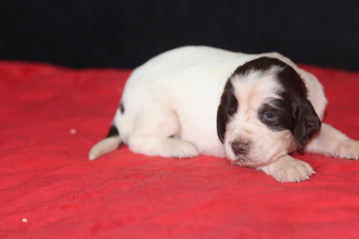 des Diamants Verts - Chiot disponible  - English Springer Spaniel