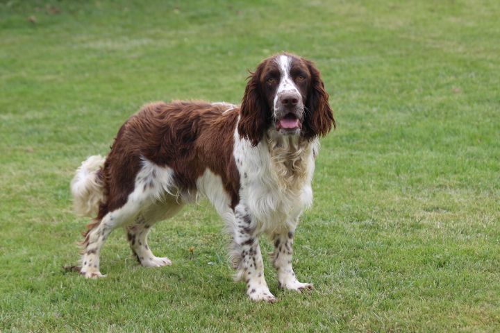 des Diamants Verts - Chiot disponible  - English Springer Spaniel