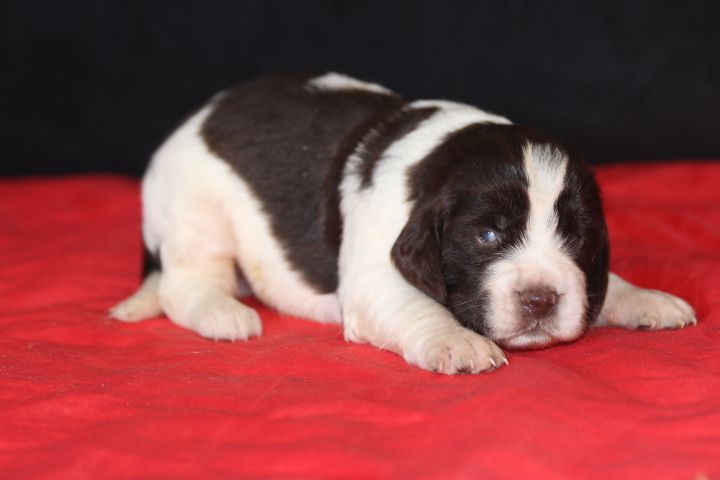 des Diamants Verts - Chiot disponible  - English Springer Spaniel