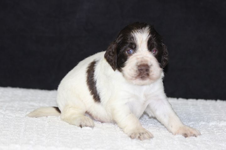 des Diamants Verts - Chiot disponible  - English Springer Spaniel