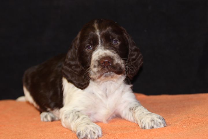 des Diamants Verts - Chiot disponible  - English Springer Spaniel