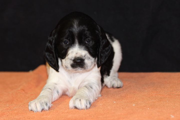 des Diamants Verts - Chiot disponible  - English Springer Spaniel