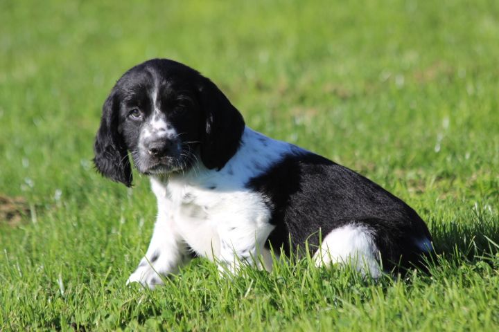 des Diamants Verts - Chiot disponible  - English Springer Spaniel