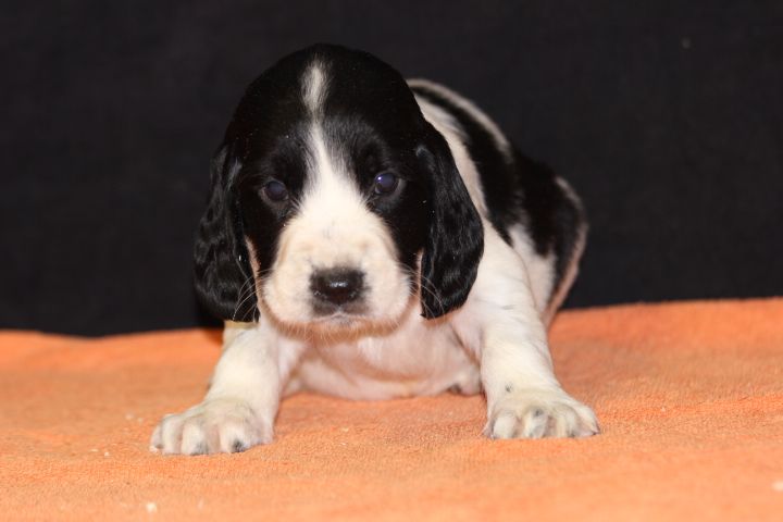 des Diamants Verts - Chiot disponible  - English Springer Spaniel