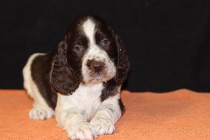 des Diamants Verts - Chiot disponible  - English Springer Spaniel