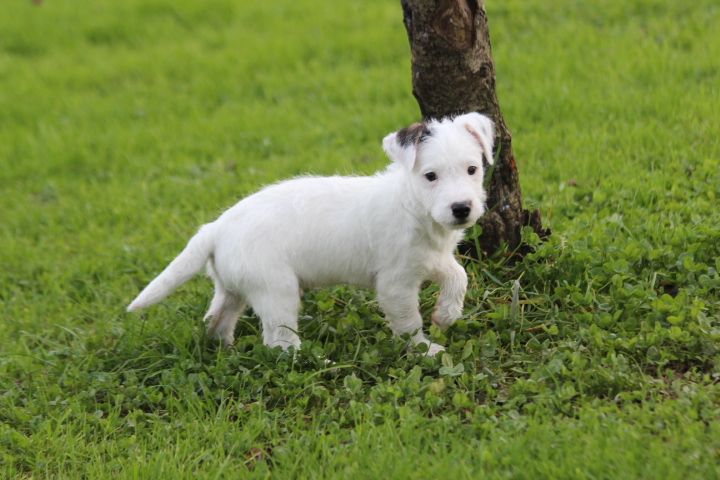 des Diamants Verts - Chiot disponible  - Jack Russell Terrier