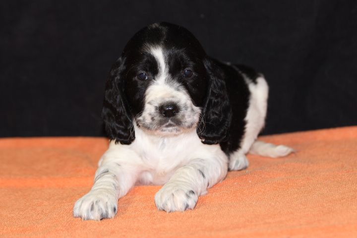 des Diamants Verts - Chiot disponible  - English Springer Spaniel