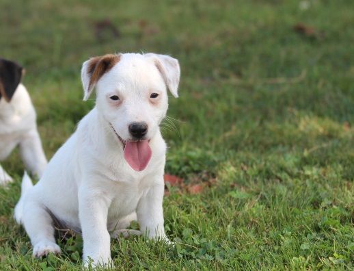 des Diamants Verts - Chiot disponible  - Jack Russell Terrier