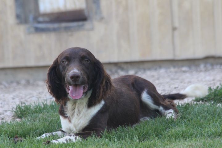 des Diamants Verts - Chiot disponible  - English Springer Spaniel