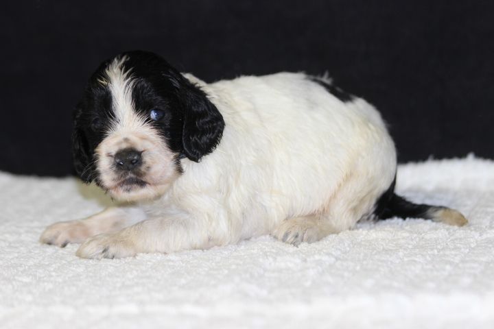 des Diamants Verts - Chiot disponible  - English Springer Spaniel