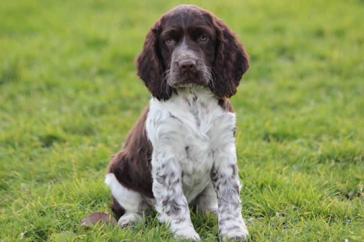 des Diamants Verts - Chiot disponible  - English Springer Spaniel