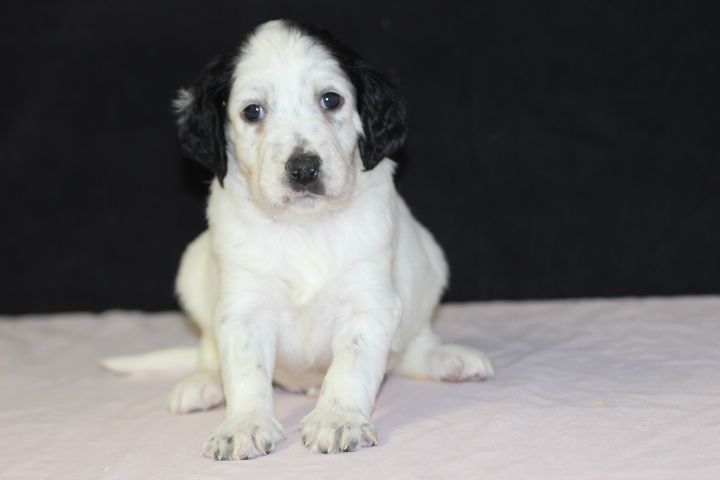 des Diamants Verts - Chiot disponible  - Setter Anglais