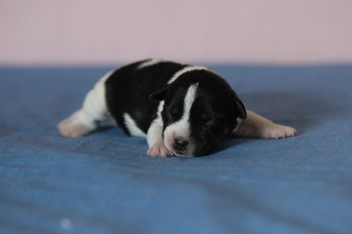 des Diamants Verts - Chiot disponible  - Jack Russell Terrier