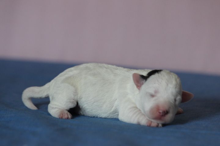 des Diamants Verts - Chiot disponible  - Jack Russell Terrier