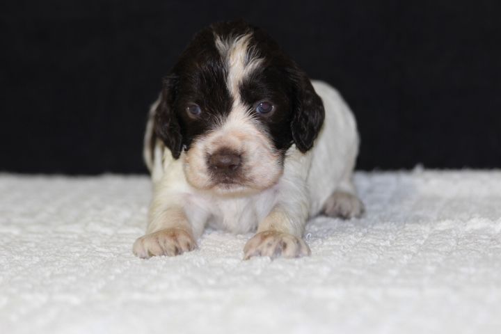 des Diamants Verts - Chiot disponible  - English Springer Spaniel