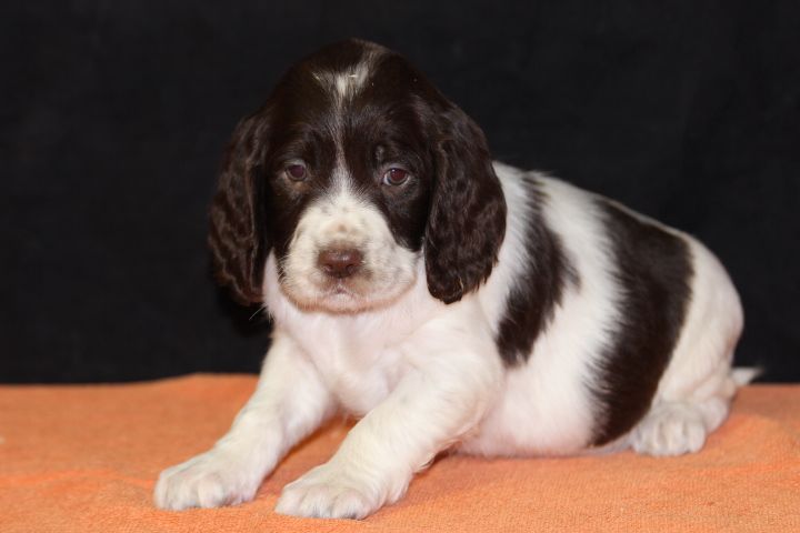 des Diamants Verts - Chiot disponible  - English Springer Spaniel