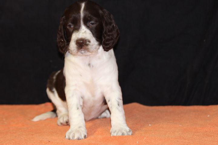 des Diamants Verts - Chiot disponible  - English Springer Spaniel