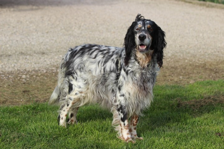 Roxy des Diamants Verts