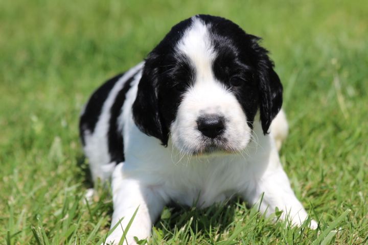 des Diamants Verts - Chiots disponibles - English Springer Spaniel