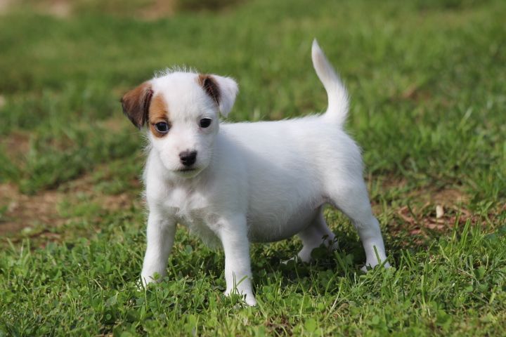 des Diamants Verts - Jack Russell Terrier - Portée née le 13/07/2025