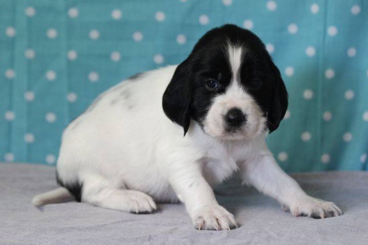 des Diamants Verts - Chiots disponibles - English Springer Spaniel