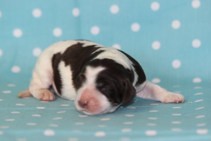 des Diamants Verts - Chiots disponibles - Epagneul Français