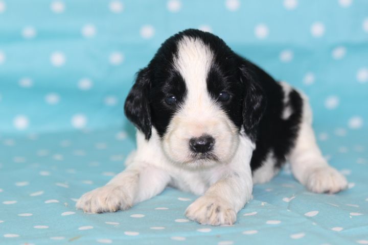 des Diamants Verts - Chiots disponibles - English Springer Spaniel