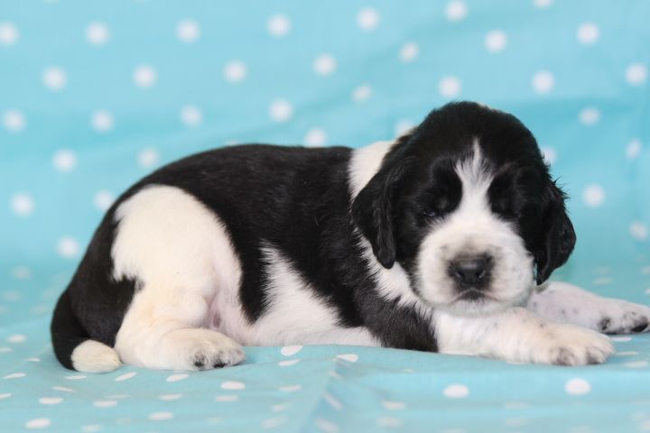 des Diamants Verts - Chiots disponibles - English Springer Spaniel