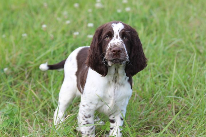 des Diamants Verts - Chiots disponibles - English Springer Spaniel