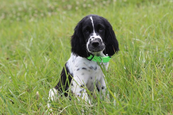 des Diamants Verts - Chiots disponibles - English Springer Spaniel