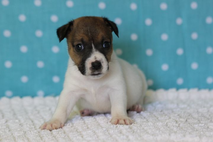 des Diamants Verts - Chiots disponibles - Jack Russell Terrier