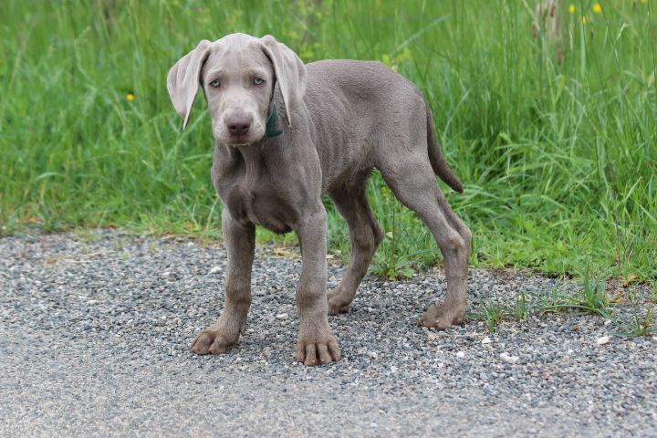 des Diamants Verts - Chiots disponibles - Braque de Weimar