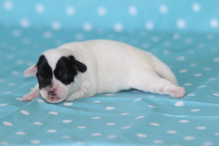 des Diamants Verts - Chiots disponibles - Jack Russell Terrier