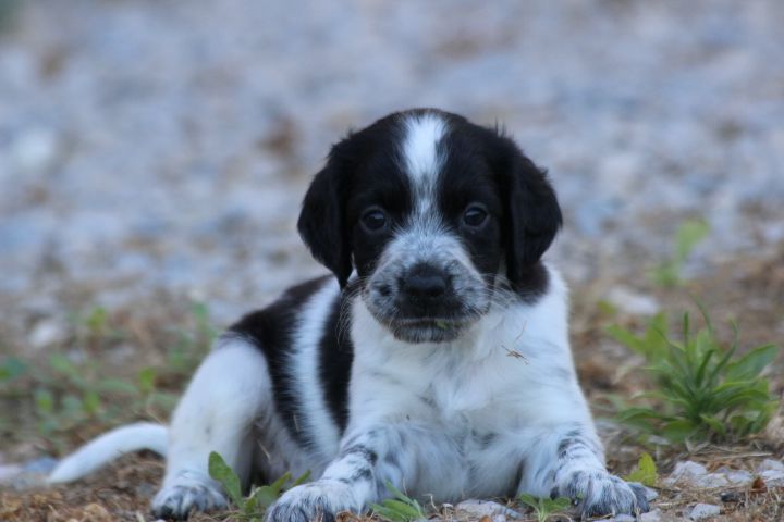 des Diamants Verts - Chiots disponibles - Setter Anglais