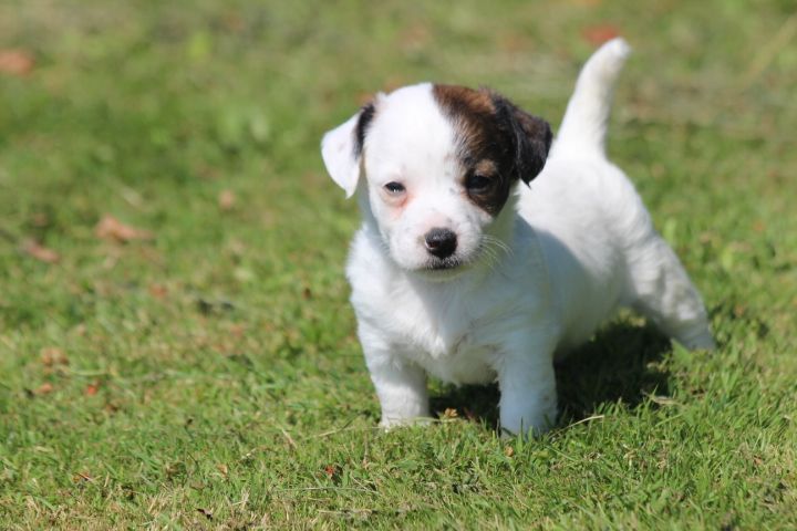 des Diamants Verts - Chiots disponibles - Jack Russell Terrier