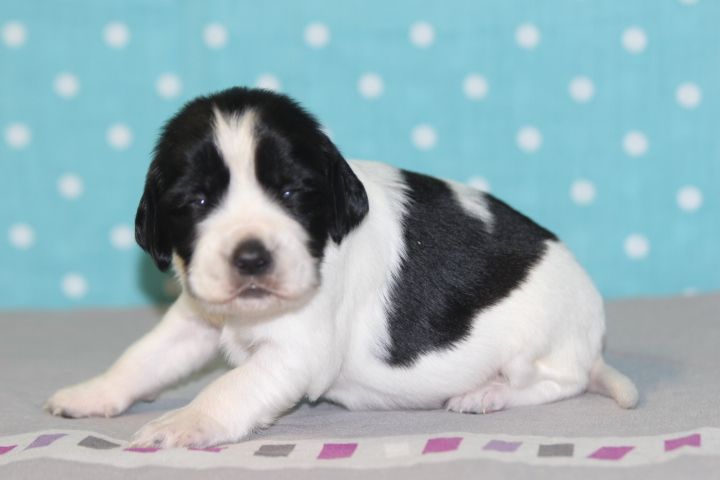 des Diamants Verts - Chiots disponibles - English Springer Spaniel