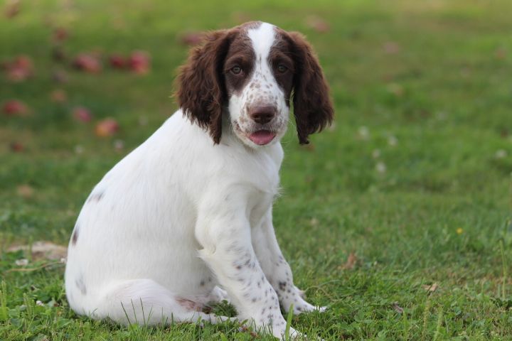 des Diamants Verts - Chiots disponibles - Epagneul Français