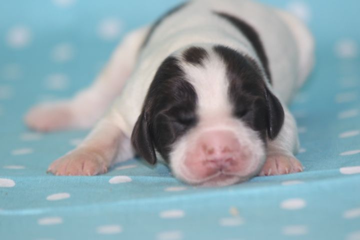 des Diamants Verts - Chiots disponibles - Epagneul Français