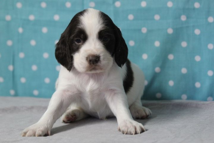 des Diamants Verts - Chiots disponibles - English Springer Spaniel