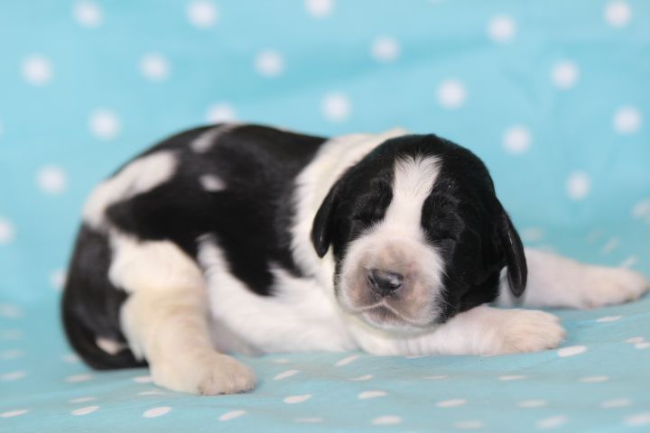 des Diamants Verts - Chiots disponibles - English Springer Spaniel