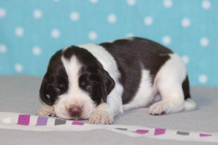 des Diamants Verts - Chiots disponibles - English Springer Spaniel