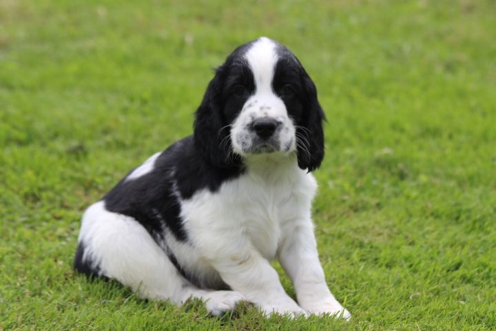 des Diamants Verts - Chiots disponibles - English Springer Spaniel