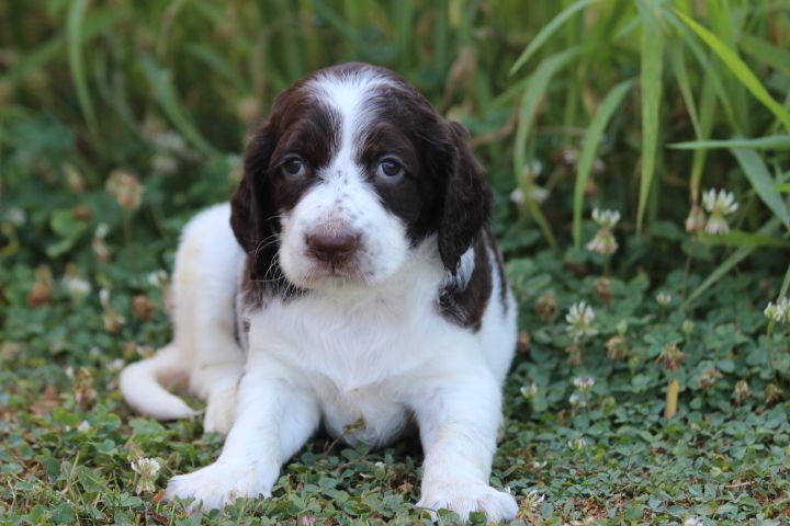 des Diamants Verts - Chiots disponibles - Epagneul Français