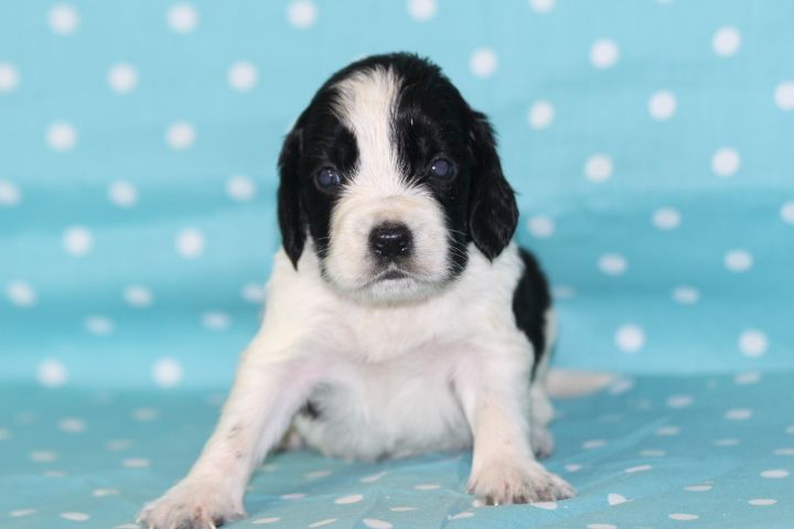 des Diamants Verts - Chiots disponibles - English Springer Spaniel