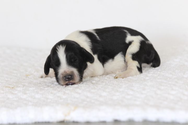 des Diamants Verts - Chiots disponibles - English Springer Spaniel