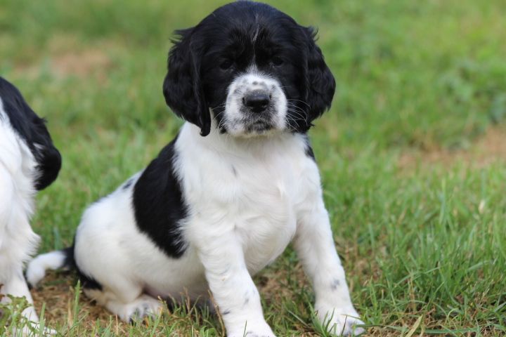 des Diamants Verts - Chiots disponibles - English Springer Spaniel